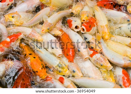 Japanese Carps