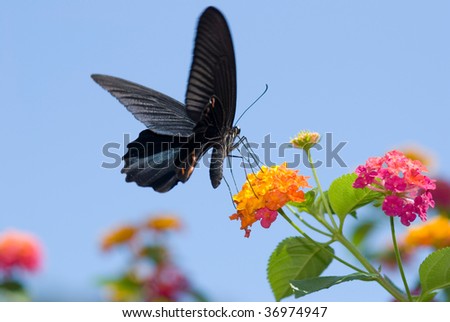 butterfly series 46, Big black swallowtail butterfly flying under blue sky, feeding on flowers