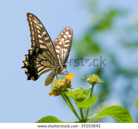 Pictures Of Butterflies Flying. utterfly flying and