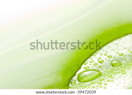 smooth water surface and new born green leaf in detail