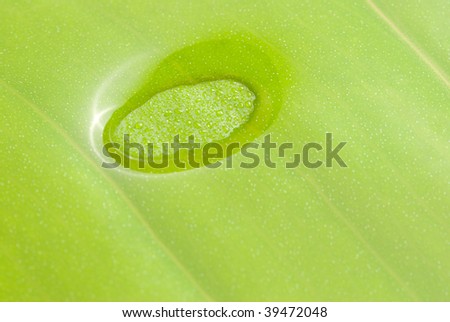 smooth water surface and new born green leaf in detail