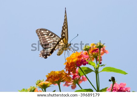butterfly series 56th. Colorful swallowtail butterfly flying and feeding under blue sky