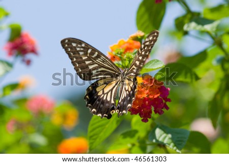 Butterfly series No.59, Colorful swallowtail butterfly flying and feeding under blue sky