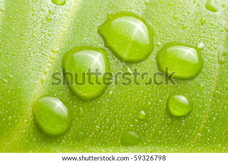 concept of freshness, circle fresh dews on green leaf