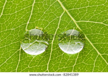 Two transparent drops on green leaf on white background, nature concept