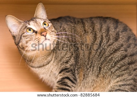 Tabby cat hide in the wooden box and look out