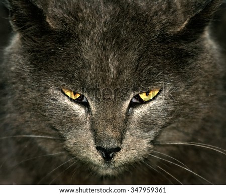 Gray cat with yellow eyes looking sternly at the viewer