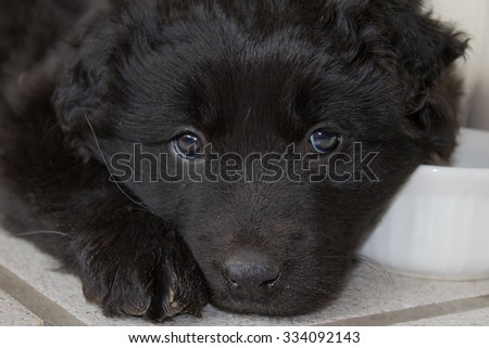 Small Black Puppy Falling Asleep Next to Her Food Dish