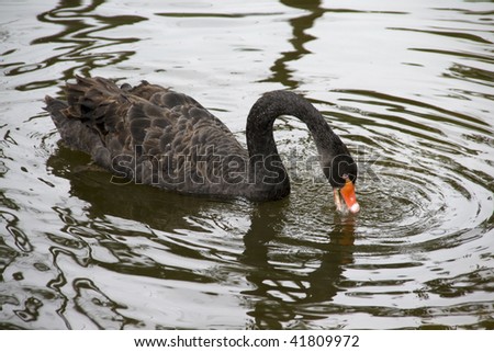 Black Swan Eating