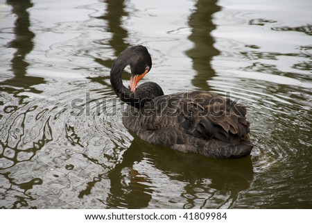 Black Swan Neck