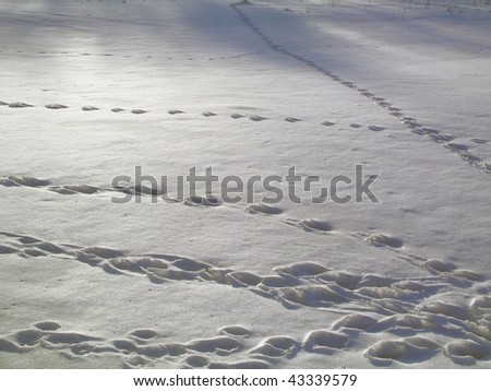 footstep on snow