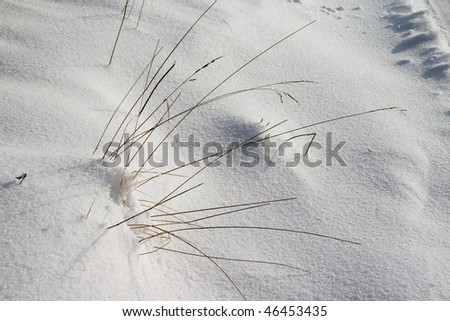 last year grass on snow background