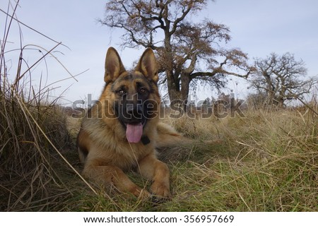 Khan - the german shepherd
