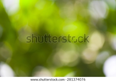 Natural green leave, blurred background.