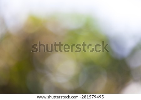 Natural green leave, blurred background.