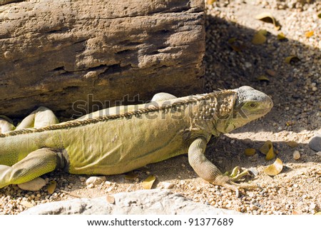 Reptile animal , green iguana lizard