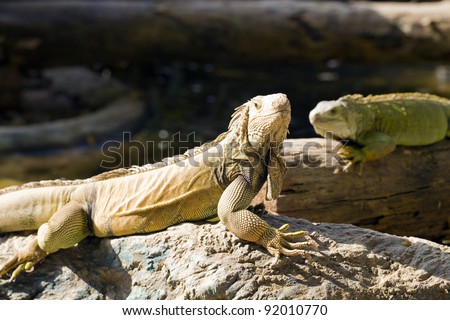 Reptile animal nature wildlife green iguana lizard
