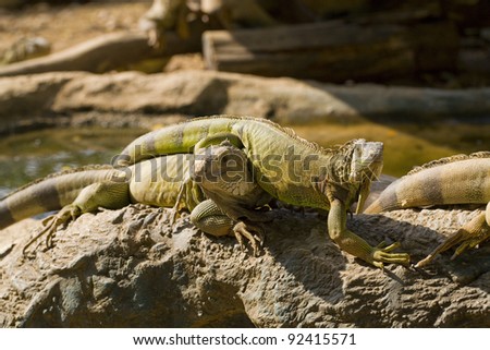 Reptile animal , green iguana lizard
