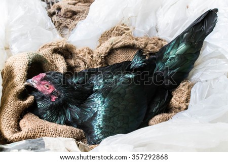 Hen sits on a nest of eggs.
