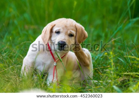 Puppy Retriever Scratching fleas in the park