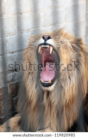 lion with mouth open in a cage