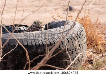Burrowing Owl living in an old tire