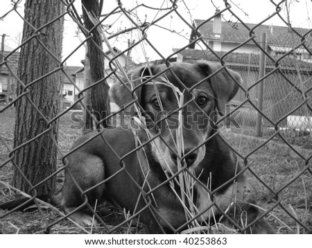 Dog behind the fence