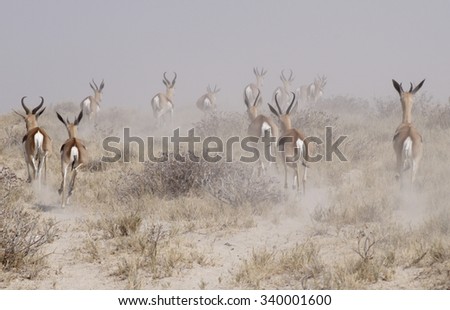 springbok antelopes running in etosha national park namibia