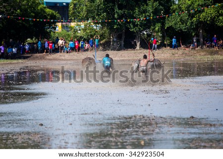 CHONBURI,THAILAND-JUN 28 : Water buffalo racing festival,has always played an important role in agriculture in Thailand. on June 28,2015 Chonburi Province, it is an important annual festival.