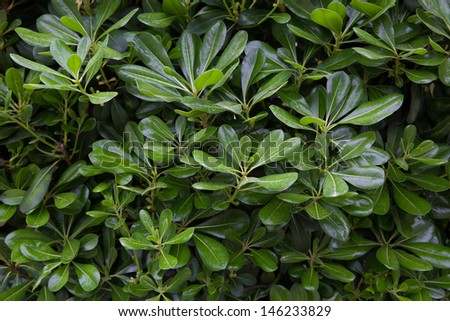 Green bush with laurel leaves