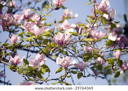 magnolia tree blossom. stock photo : lossom of magnolia tree in spring