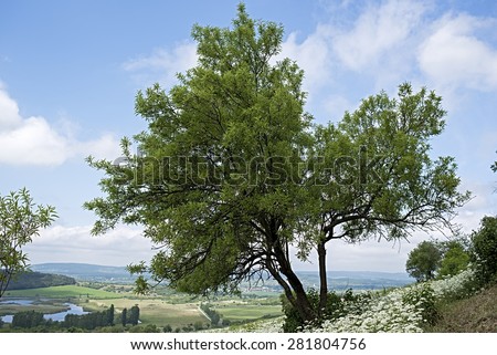 A almond tree (Prunus dulcis) in the Balaton Highlands National