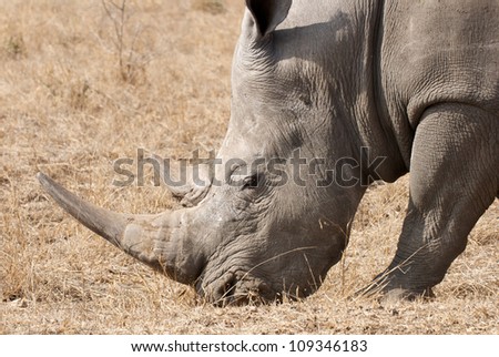 White Rhino with horn
