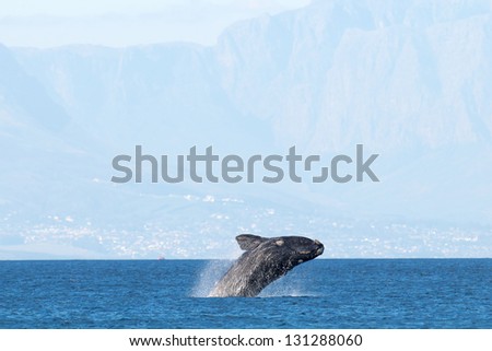 Breaching Whale False Bay