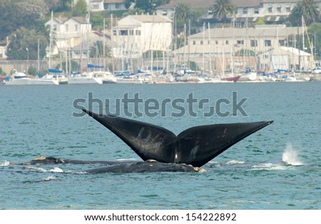 Whale in Harbor