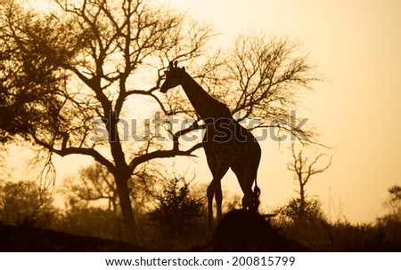 African sunrise with giraffe