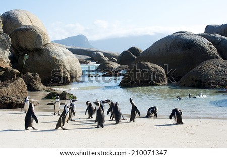 Penguins False Bay Boulders