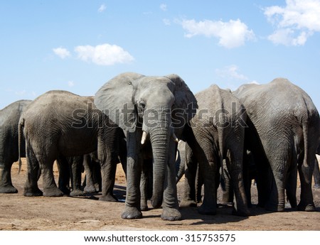 African Elephants back to front