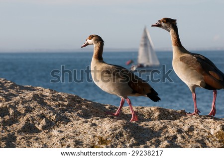 Egyptian Geese overlooking False Bay sail boat
