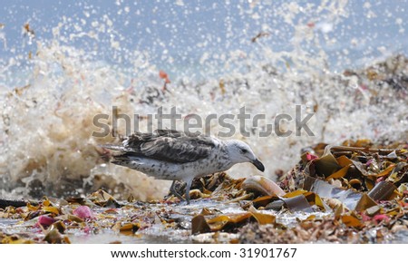 Seagull splash in kelp beds