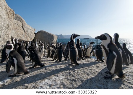 Cape+town+beach+penguins