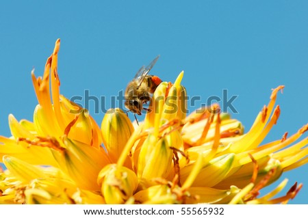 African bee yellow