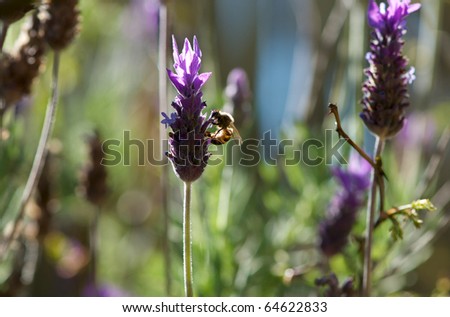 Lavender flower with African bee
