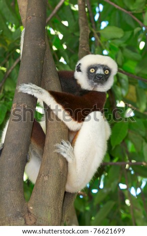 Madagascar dancing Lemur