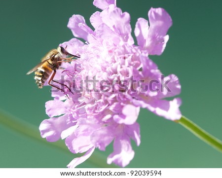 African Bee pollination