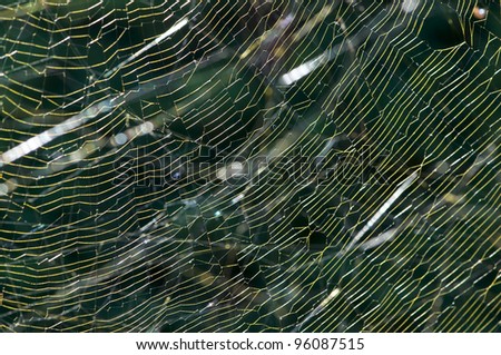 Golden Orb spider web
