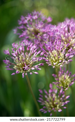 Purple flowers of the wild onion