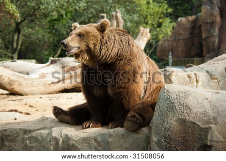 Brown bear in a funny pose showing his jaws