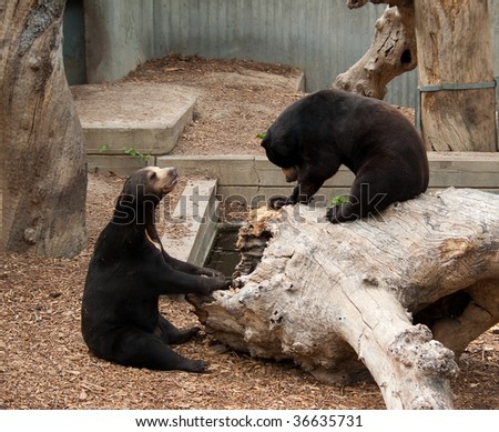 Brown bears having a talk in the zoo