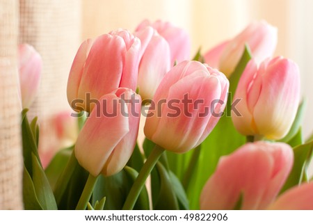 Beautiful and tender bouquet of fresh pink tulips